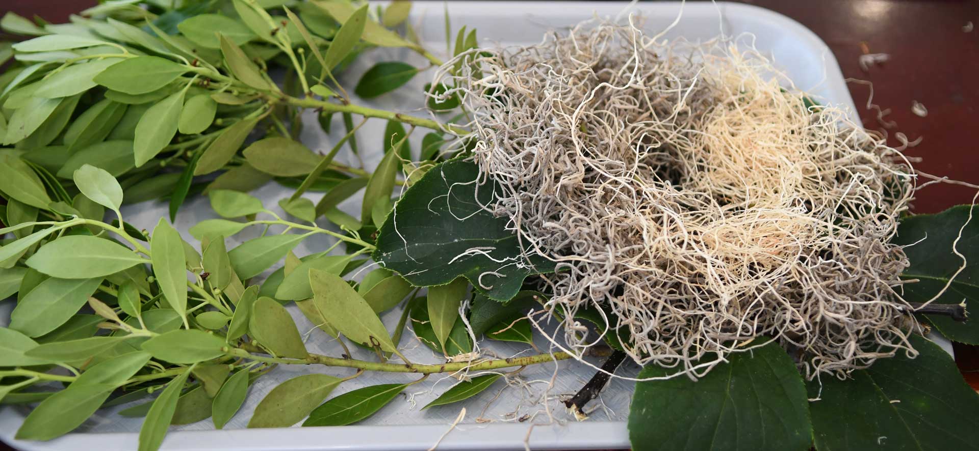 leaves, bird nest materials