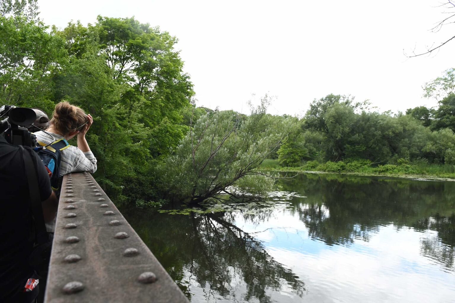 Mill-River-Viewing-from-Bridge-DSC_7832