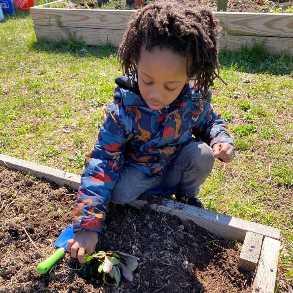 learning how to plant flowers