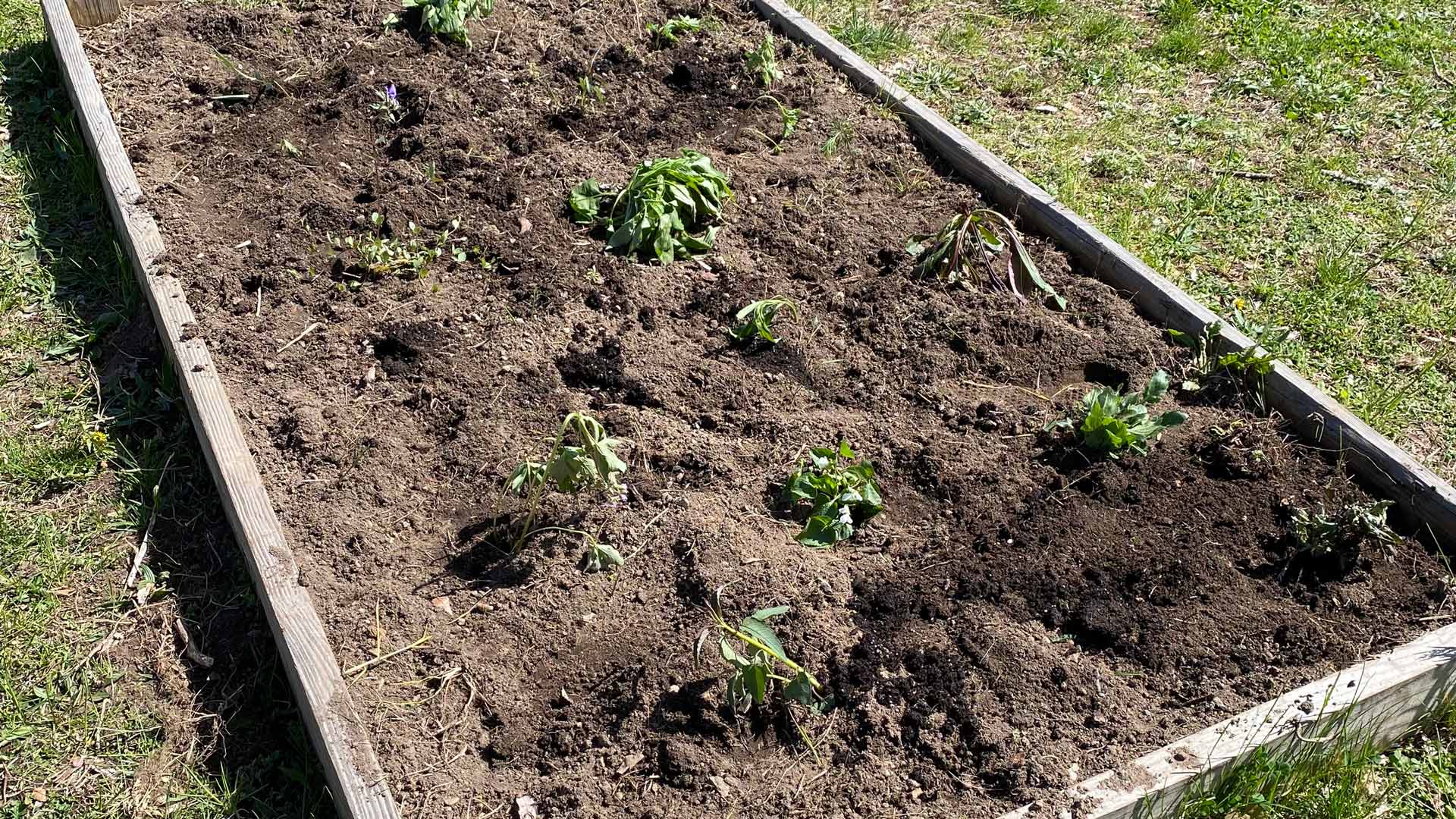 garden bed with soil