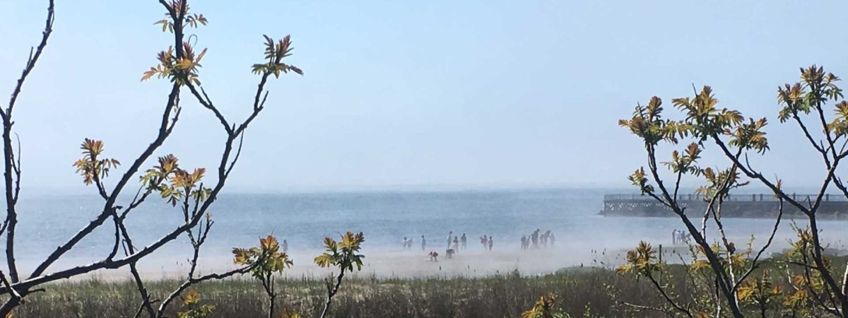 brush and marsh in the foreground with beach, pier and ocean in the distance